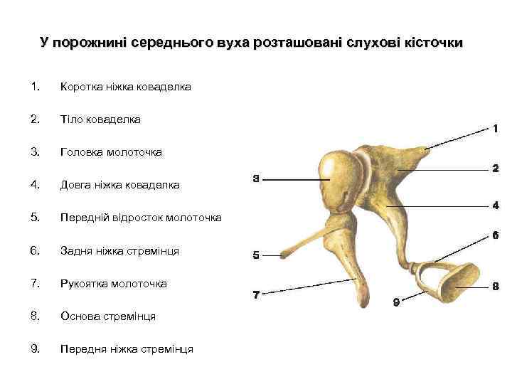  У порожнині середнього вуха розташовані слухові кісточки 1. Коротка ніжка коваделка 2. Тіло