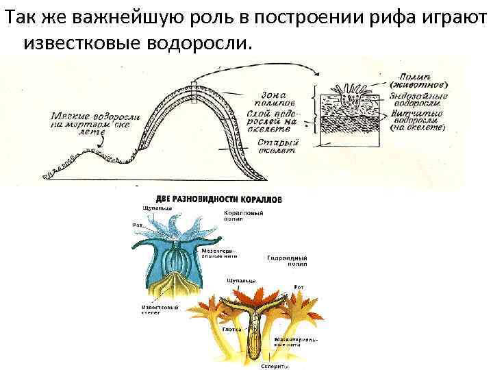 Так же важнейшую роль в построении рифа играют известковые водоросли. 