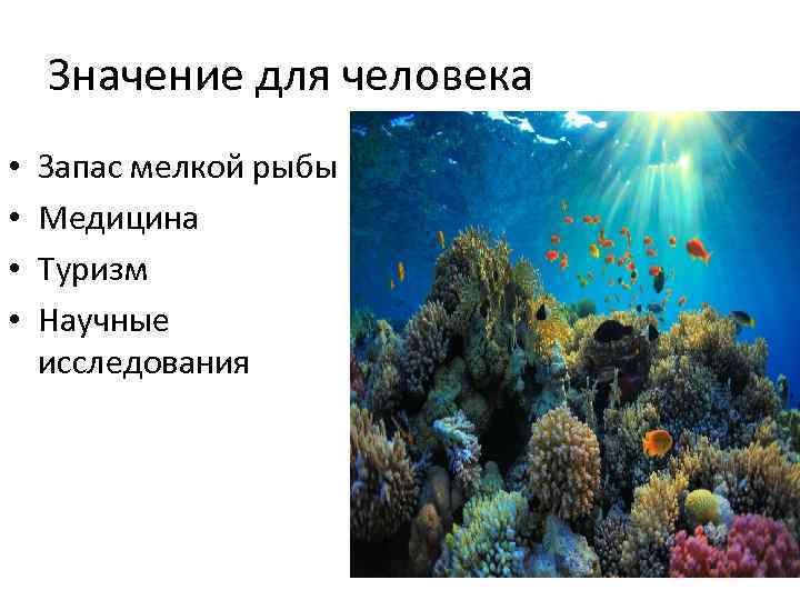 Значение для человека • • Запас мелкой рыбы Медицина Туризм Научные исследования 