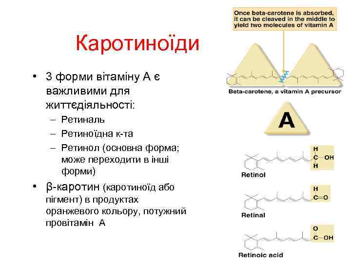 Каротиноїди • 3 форми вітаміну А є важливими для життєдіяльності: – Ретиналь – Ретиноїдна