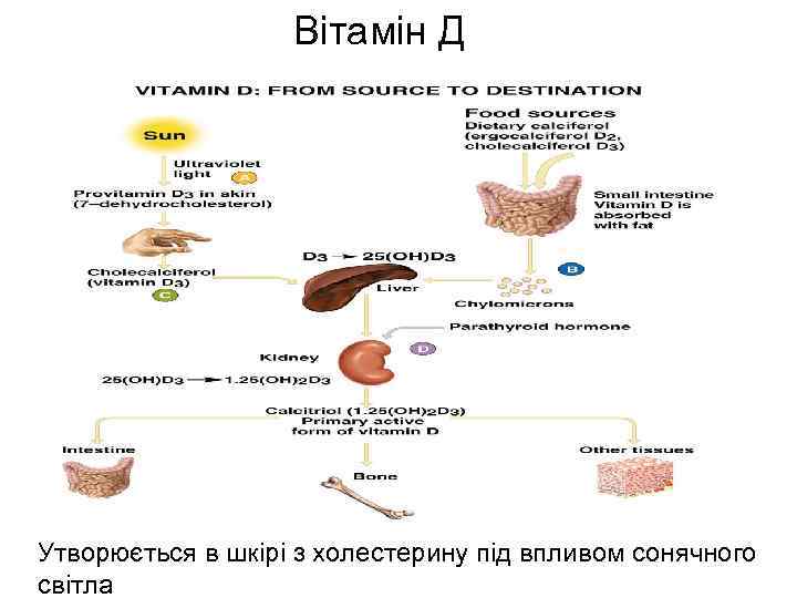 Вітамін Д Утворюється в шкірі з холестерину під впливом сонячного світла 