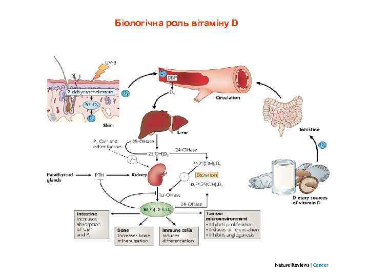 Біологічна роль вітаміну D 
