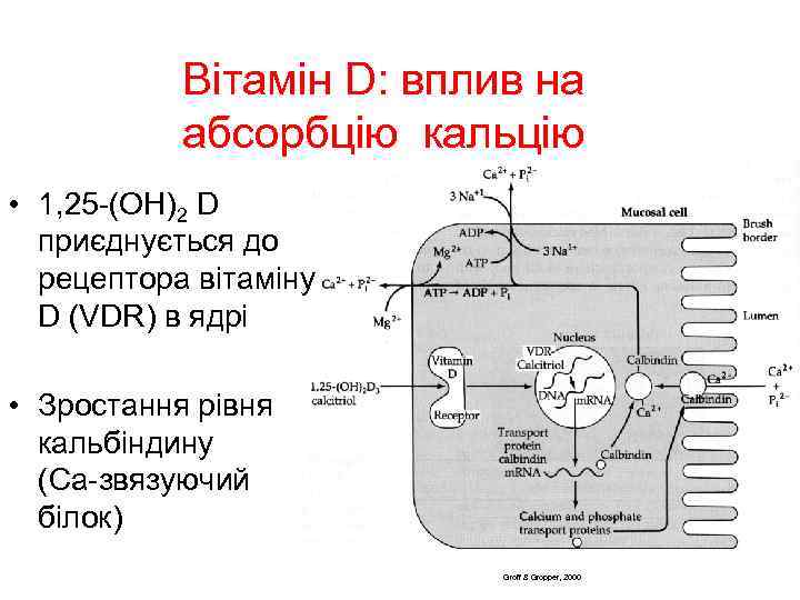 Вітамін D: вплив на абсорбцію кальцію • 1, 25 -(OH)2 D приєднується до рецептора