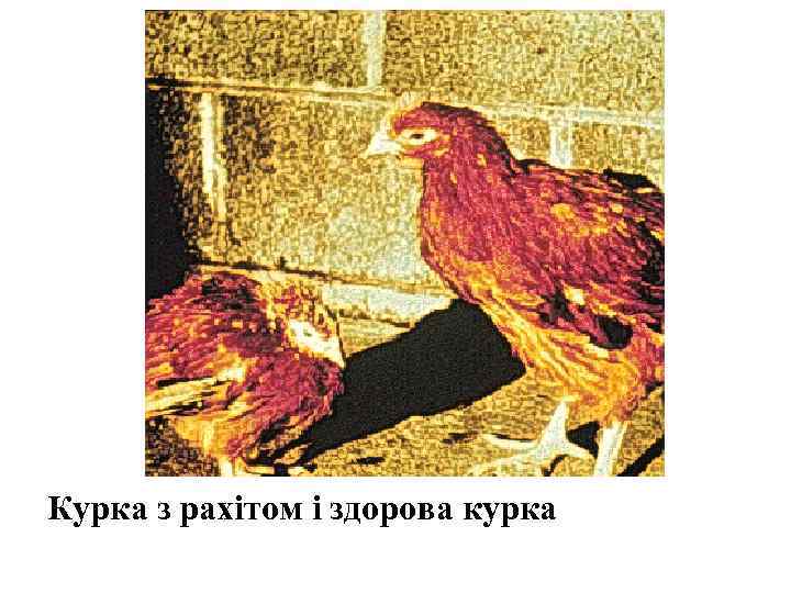 Курка з рахітом і здорова курка 