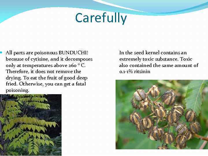 Carefully All parts are poisonous BUNDUCHI! because of cytisine, and it decomposes only at