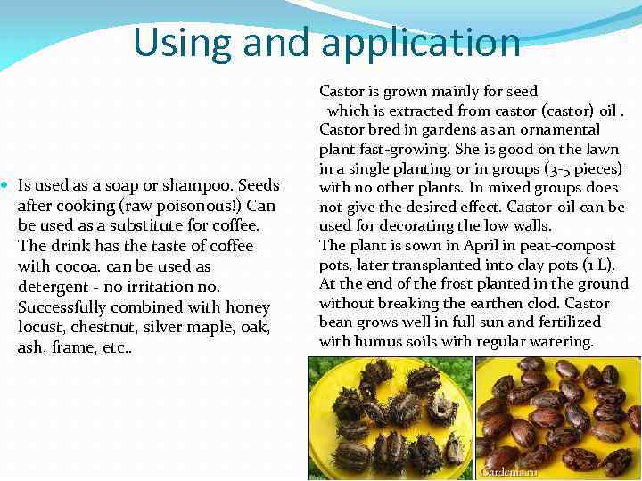 Using and application Is used as a soap or shampoo. Seeds after cooking (raw