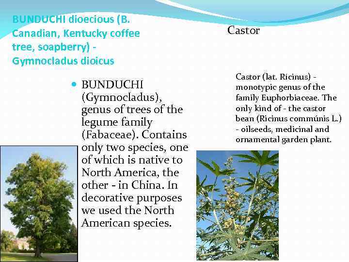 BUNDUCHI dioecious (B. Canadian, Kentucky coffee tree, soapberry) Gymnocladus dioicus BUNDUCHI (Gymnocladus), genus of