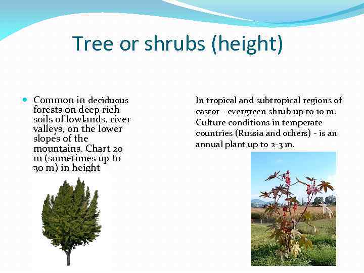 Tree or shrubs (height) Common in deciduous forests on deep rich soils of lowlands,