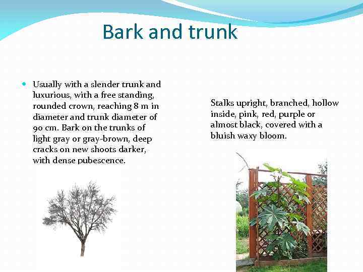 Bark and trunk Usually with a slender trunk and luxurious, with a free standing,