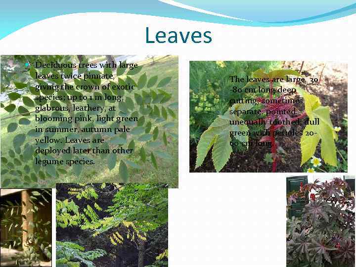 Leaves Deciduous trees with large leaves twice pinnate, giving the crown of exotic species;