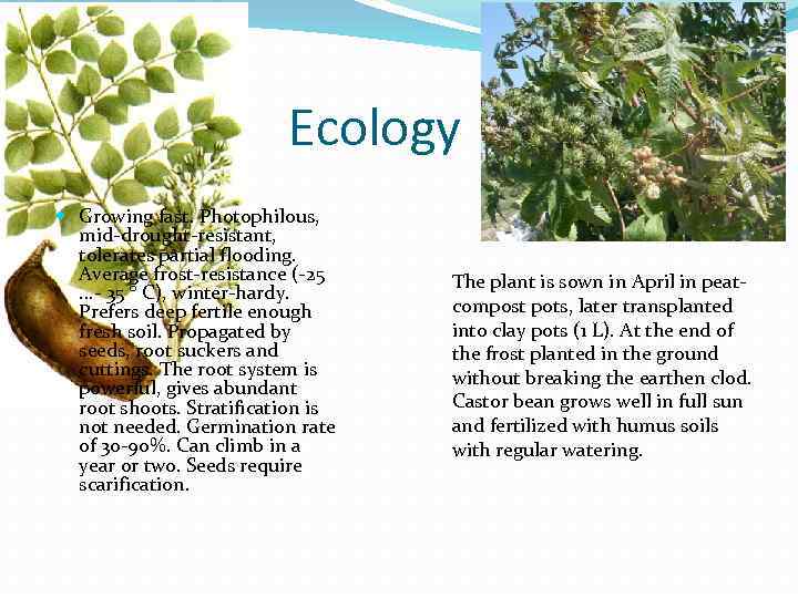 Ecology Growing fast. Photophilous, mid-drought-resistant, tolerates partial flooding. Average frost-resistance (-25. . . -