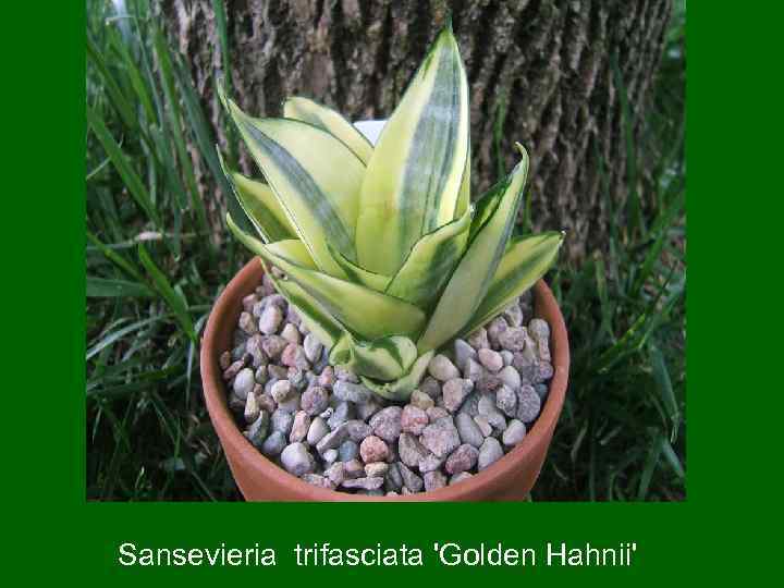 Sansevieria trifasciata 'Golden Hahnii' 