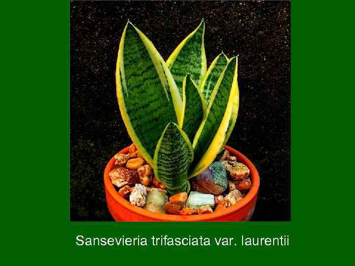 Sansevieria trifasciata var. laurentii 