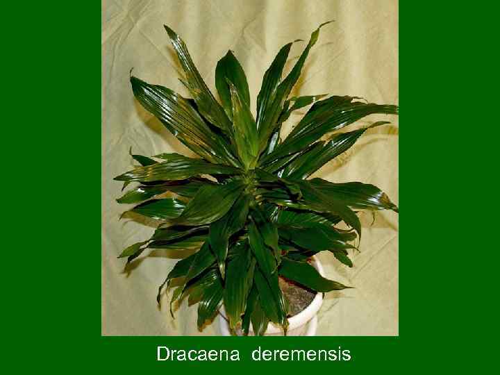 Dracaena deremensis 