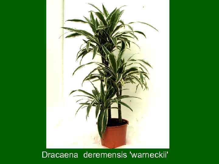 Dracaena deremensis 'warneckii' 