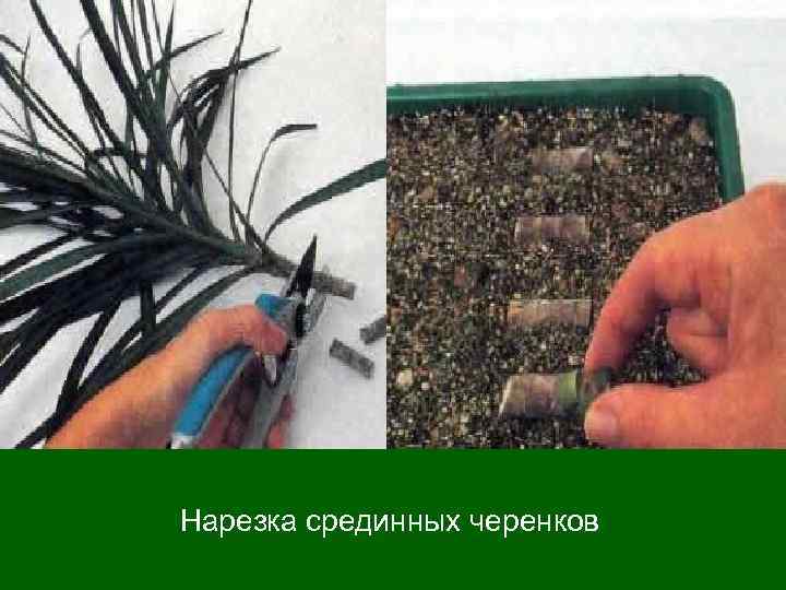 Нарезка срединных черенков 