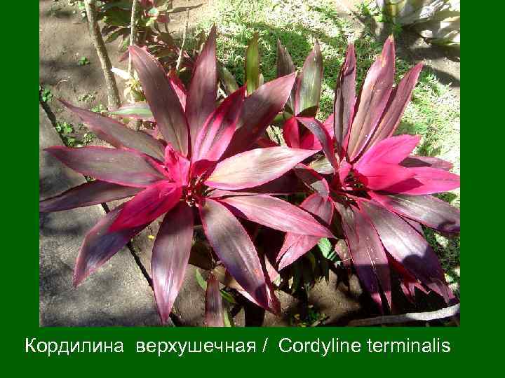 Кордилина верхушечная / Cordyline terminalis 