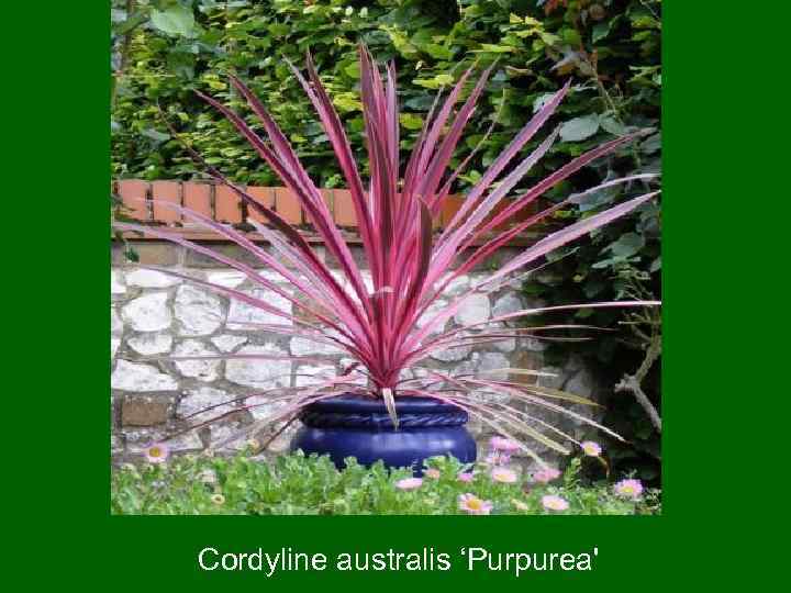 Cordyline australis ‘Purpurea' 