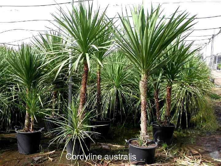 Cordyline australis 
