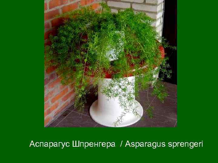 Аспарагус Шпренгера / Asparagus sprengeri 