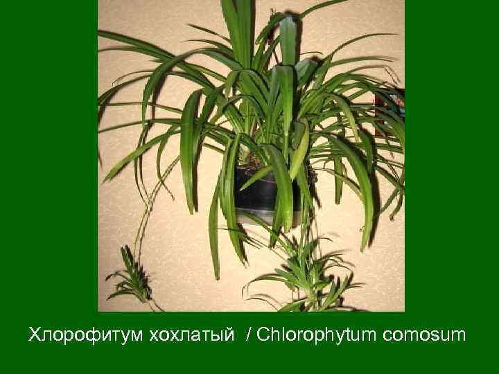 Хлорофитум хохлатый / Chlorophytum comosum 