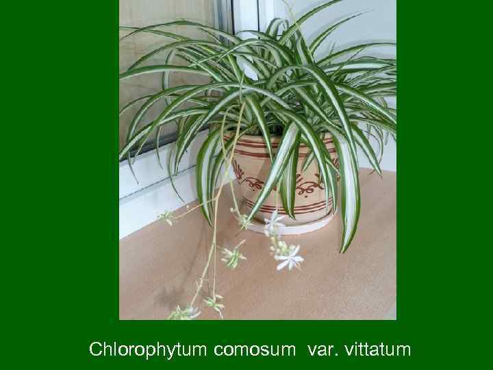  Chlorophytum comosum var. vittatum 