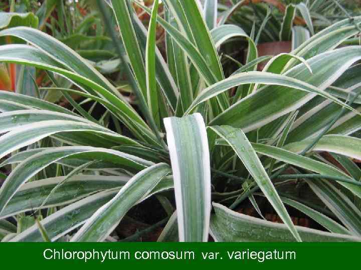 Chlorophytum comosum variegatum 
