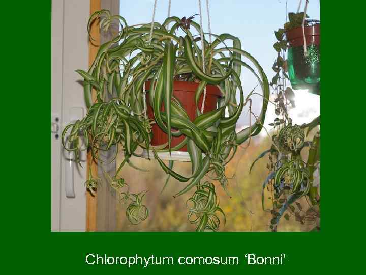Chlorophytum comosum ‘Bonni' 
