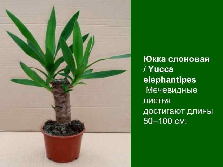 Юкка слоновая / Yucca elephantipes Мечевидные листья достигают длины 50– 100 см. 