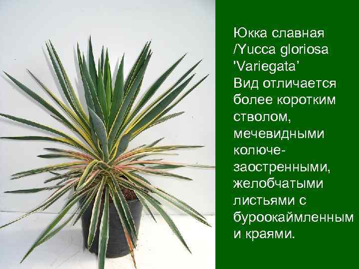 Юкка славная /Yucca gloriosa 'Variegata’ Вид отличается более коротким стволом, мечевидными колючезаостренными, желобчатыми листьями