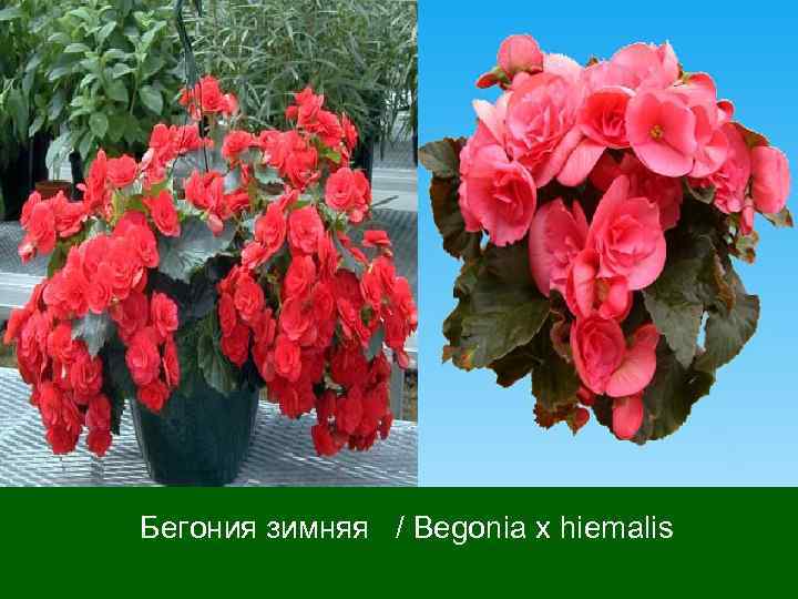  Бегония зимняя / Begonia x hiemalis 
