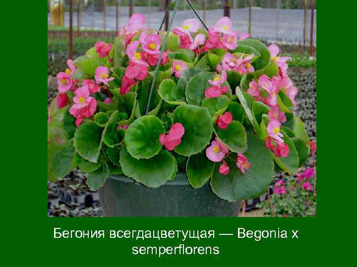 Бегония всегдацветущая — Begonia x semperflorens 