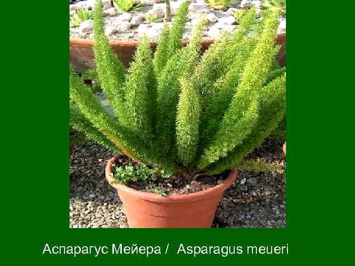 Аспарагус Мейера / Asparagus meueri 