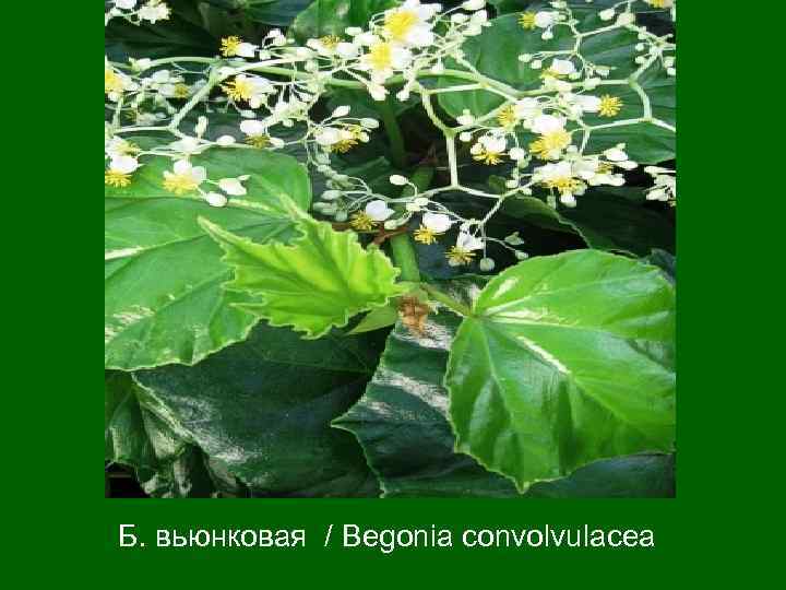 Б. вьюнковая / Begonia convolvulacea 