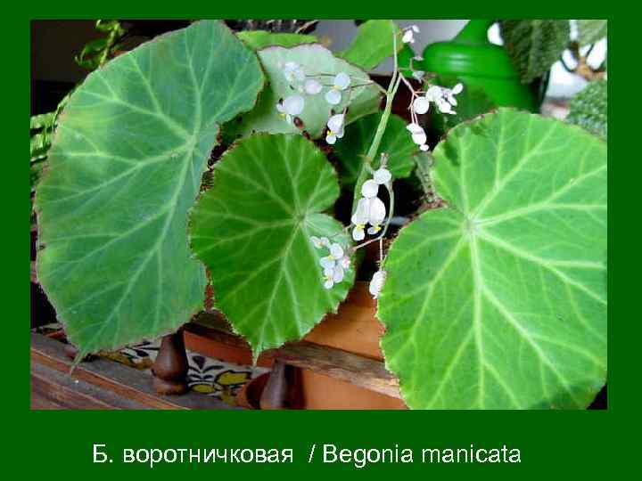 Б. воротничковая / Begonia manicata 