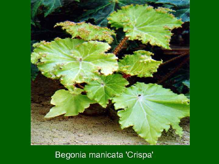 Begonia manicata 'Crispa' 