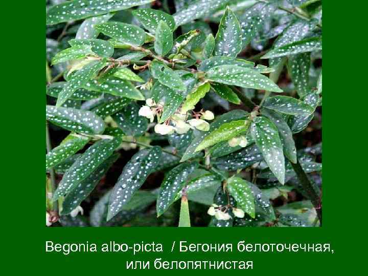Begonia albо-picta / Бегония белоточечная, или белопятнистая 