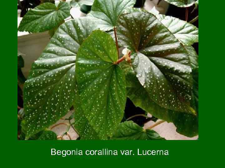 Begonia corallina var. Lucerna 