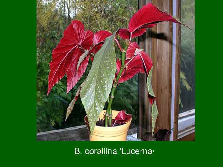 B. corallina 'Lucerna‘ 
