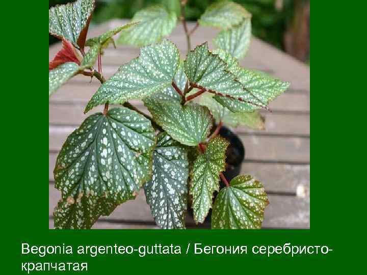 Begonia argenteo-guttata / Бегония серебристокрапчатая 
