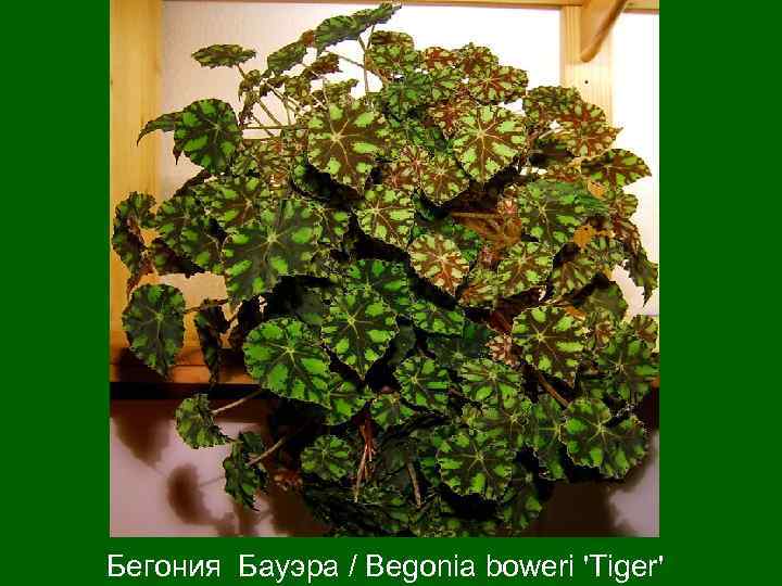 Бегония Бауэра / Вegonia boweri 'Tiger' 