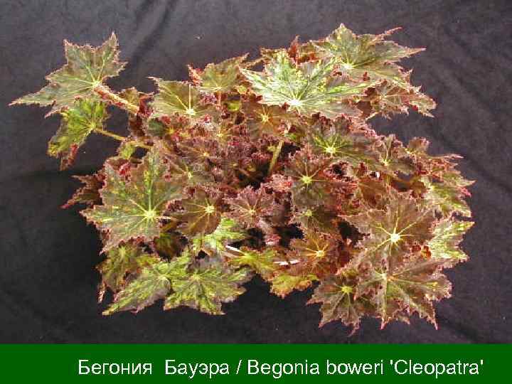  Бегония Бауэра / Вegonia boweri 'Cleopatra' 