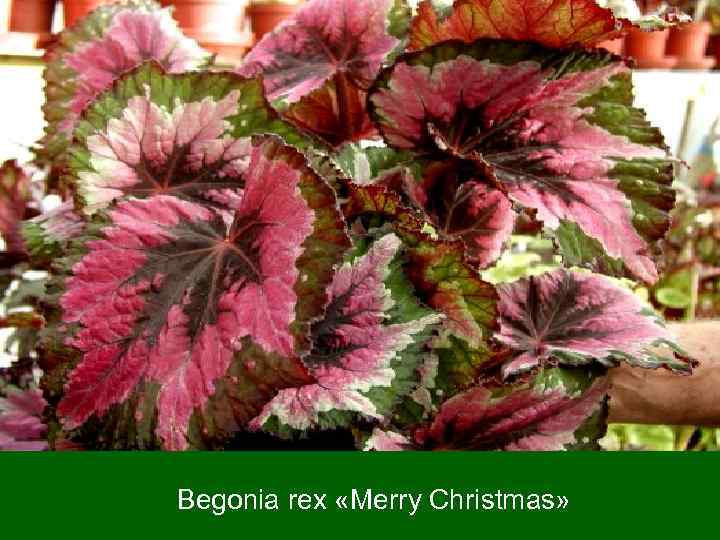 Begonia rex «Merry Christmas» 