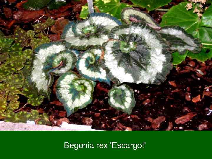 Begonia rex 'Escargot' 