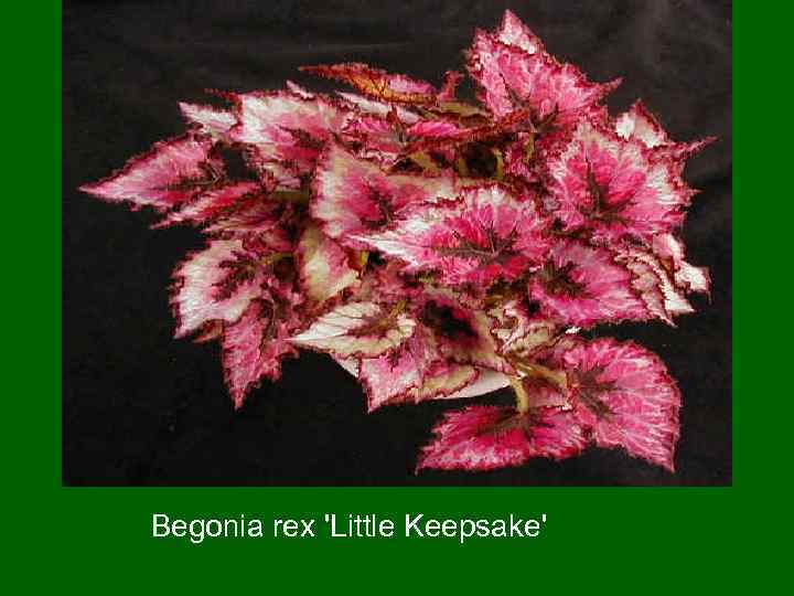 Begonia rex 'Little Keepsake' 