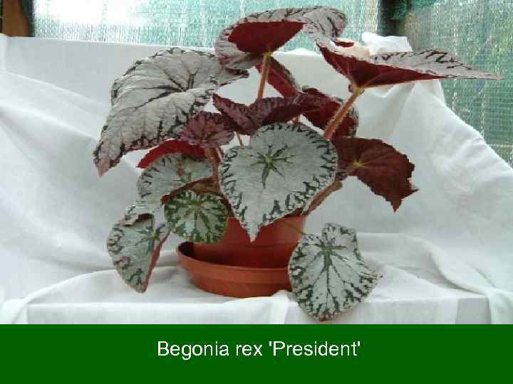 Begonia rex 'President' 