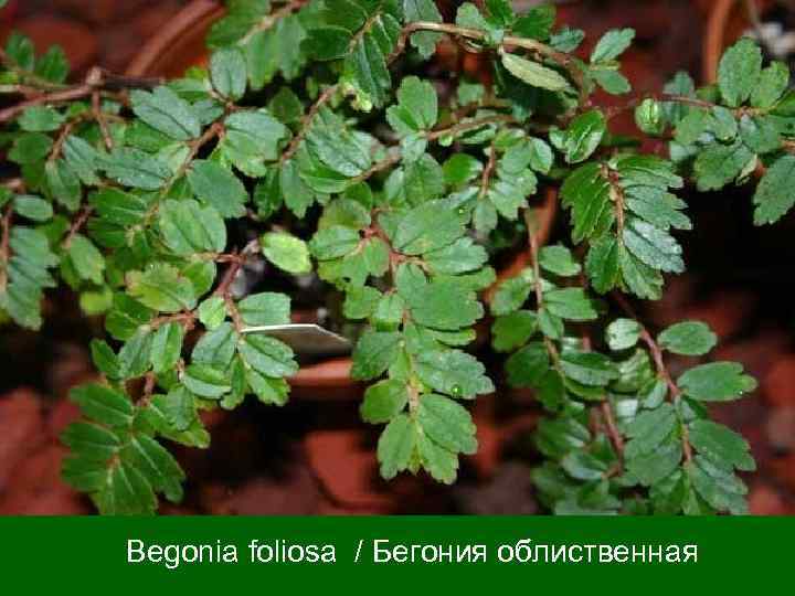 Begonia foliosa / Бегония облиственная 