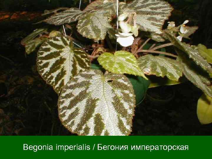 Begonia imperialis / Бегония императорская 
