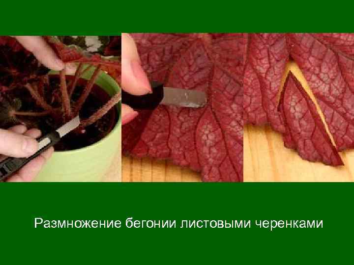 Размножение бегонии листовыми черенками 