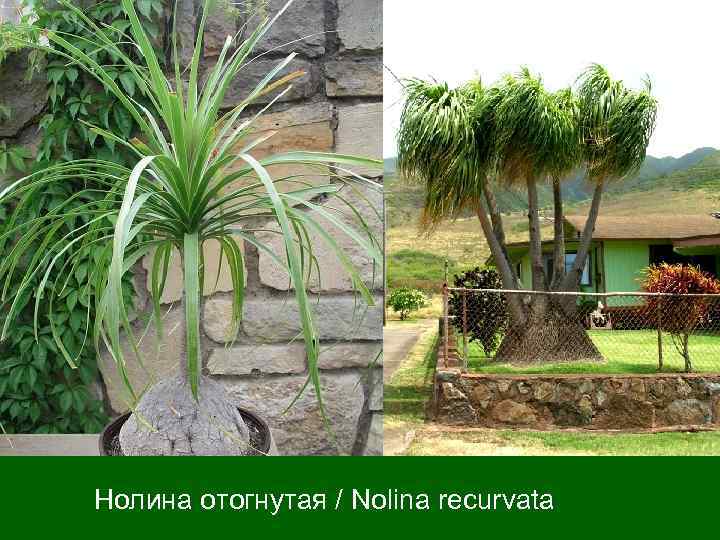  Нолина отогнутая / Nolina recurvata 